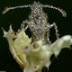 Illustration for article titled The Astonishing, Wet Faces Of Sleeping Insects